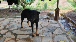 Tìm thấy dấu chân chó ở khu vực nghi có 2 con báo đen khoảng 100kg xuất hiện ở Đồng Nai - Ảnh 3.
