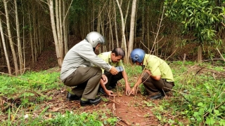 Tìm thấy dấu chân chó ở khu vực nghi có 2 con báo đen khoảng 100kg xuất hiện ở Đồng Nai - Ảnh 1.