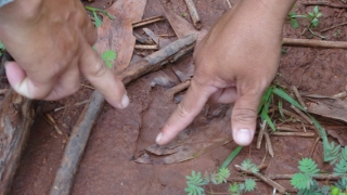 Tìm thấy dấu chân chó ở khu vực nghi có 2 con báo đen khoảng 100kg xuất hiện ở Đồng Nai - Ảnh 4.