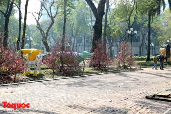 Trâu diễu hành tại vườn hoa Diên Hồng.