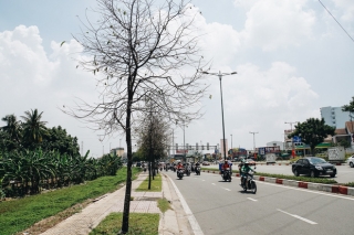 Đàn sâu to bằng ngón tay bò lúc nhúc, ăn trụi lá hàng loạt cây xanh trên đường nội đô đẹp nhất Sài Gòn - Ảnh 2.