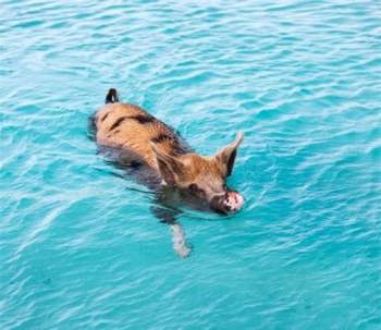  Lợn là một vận động viên bơi lội tài năng trong thế giới động vật đấy nhé. 