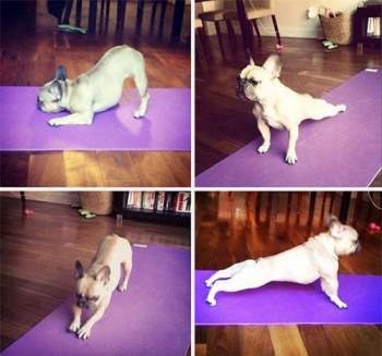  Các động tác tập yoga của chú chó này chuẩn lắm đấy nhé. 