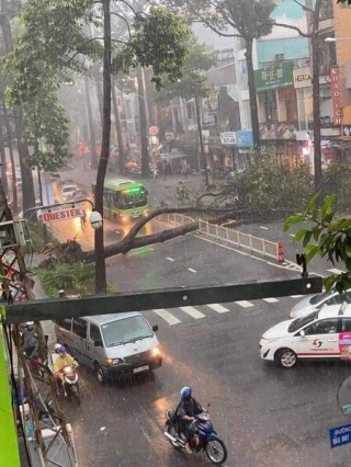 Sau vụ cây xanh bật gốc đè Ch?t người: Vẫn còn nhiều cây đã già cỗi có rễ lộ thiên, nhánh vươn ra mặt đường ở Sài Gòn - Ảnh 1.