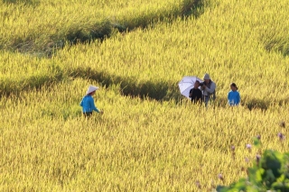 Về vùng cao Tiên Yên ở Quảng Ninh ngắm mùa vàng rực rỡ - 3