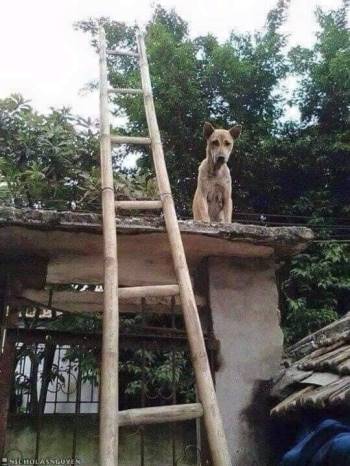 Bị ăn mắng vài câu chú chó leo lên nóc cổng ngồi, nhìn cách lên thang của chó ta làm ai cũng phải tự hỏi 