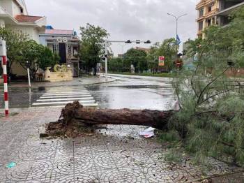 Hình ảnh sau bão số 13 tại Quảng Bình - Ảnh 8.