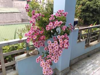 Ngôi nhà ngập tràn sắc màu hoa cúc đẹp lãng mạn của cô giáo phố núi Sơn La - Ảnh 7.