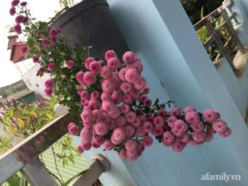 Ngôi nhà ngập tràn sắc màu hoa cúc đẹp lãng mạn của cô giáo phố núi Sơn La - Ảnh 6.