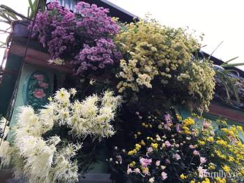 Ngôi nhà ngập tràn sắc màu hoa cúc đẹp lãng mạn của cô giáo phố núi Sơn La - Ảnh 2.