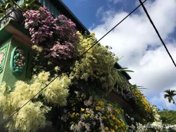 Ngôi nhà ngập tràn sắc màu hoa cúc đẹp lãng mạn của cô giáo phố núi Sơn La - Ảnh 1.