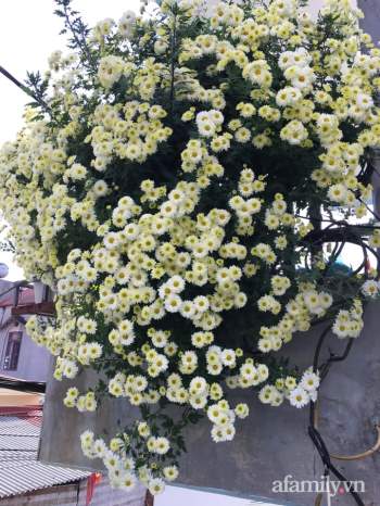 Ngôi nhà ngập tràn sắc màu hoa cúc đẹp lãng mạn của cô giáo phố núi Sơn La - Ảnh 16.