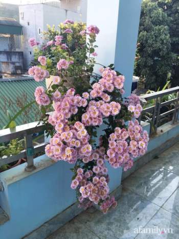 Ngôi nhà ngập tràn sắc màu hoa cúc đẹp lãng mạn của cô giáo phố núi Sơn La - Ảnh 14.