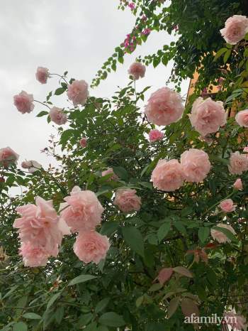 Ngôi nhà quanh năm rực rỡ sắc hương hoa hồng và đủ loại cây ăn quả ở Hà Nội - Ảnh 8.