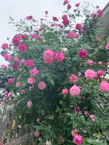 Ngôi nhà quanh năm rực rỡ sắc hương hoa hồng và đủ loại cây ăn quả ở Hà Nội - Ảnh 9.