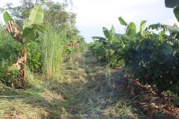 Tiến sĩ về làm nông dân: Hồi sinh đồi đá trơ trọi nhờ cỏ dại, trồng cacao không hoá chất tạo dòng socola đắt nhất Việt Nam - Ảnh 5.