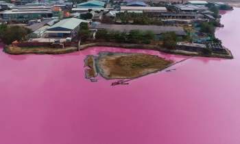 Hồ chứa nước trước cống xả số 6 của Công ty Nghê Huỳnh Hồ nước chuyển màu hồng tím. Ảnh: VNE