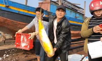 Ngư dân Hà Tĩnh trúng đậm lộc biển, thu về hơn 600 triệu đồng - Ảnh 5.