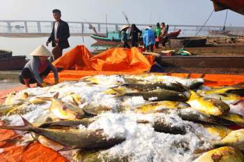 Ngư dân Hà Tĩnh trúng đậm lộc biển, thu về hơn 600 triệu đồng - Ảnh 6.