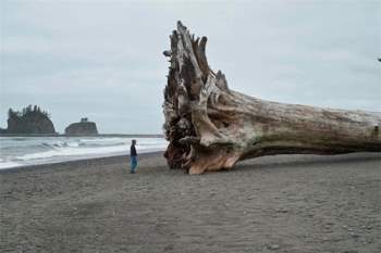  Một thân cây có kích thước khổng lồ trôi dạt vào bờ biển Washington năm 2010. 