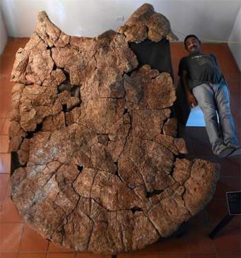  Khoảng 5 triệu năm trước, rùa có kích thước ngang ngửa với một cái xe tải. 