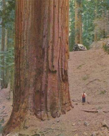  Cây Sequoia, trong Vườn quốc gia Sequoia ở California (Hoa Kỳ) là cây đơn thân lớn nhất thế giới hiện nay, nếu tính theo thể tích. 
