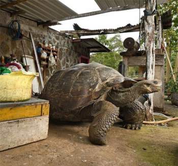  Loài rùa Galápagos khổng lồ có thể nặng hơn 400kg và chiều dài mai khoảng 1,8m! 