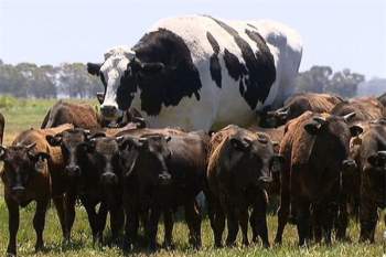  Chú bò khổng lồ cao gần 2m và nặng 1,4 tấn này có tên gọi là Snicker. Nhờ kích thước khổng lồ mà Snicker đã thoát khỏi số kiếp phải vào lò mổ! 