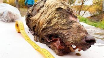  Đầu của một con sói cổ đại, có đủ răng, lông, và còn nguyên vẹn 40.000 năm qua trong lớp đất đóng băng quanh năm, vừa được phát hiện ở miền đông Siberia (Ảnh: Albert Protopopov) 