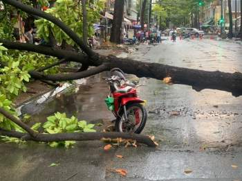 Sài Gòn mới mưa, bị cây bật gốc đè trúng người đi đường: Nạn nhân nằm đau lắm! - ảnh 3