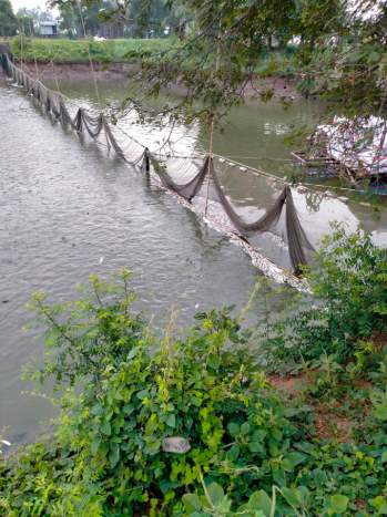 Vài ngày trước, người dân sống ven sông Hậu (xã Long Giang, huyện Chợ Mới) tố cáo doanh nghiệp khai thác cát sông làm vỡ ô bao vuông nuôi cá, khiến cá ch*t hàng loạt.