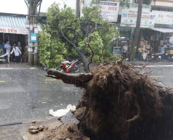 Sài Gòn mới mưa, bị cây bật gốc đè trúng người đi đường: Nạn nhân nằm đau lắm! - ảnh 2