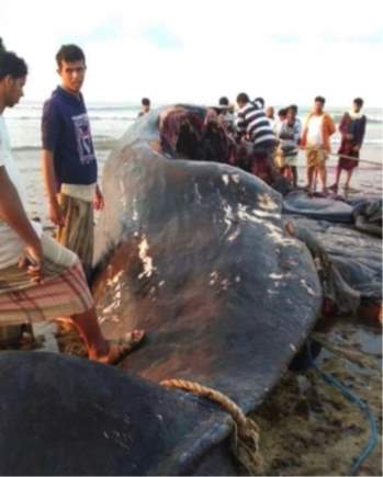 Các ngư dân tìm thấy long diên hương trị giá 1,1 triệu bảng Anh trong con cá voi. (Nguồn: BBC Photo).