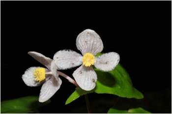 Tạp chí quốc tế công bố 4 loài thực vật mới xuất xứ VQG Bidoup - Núi Bà - ảnh 3