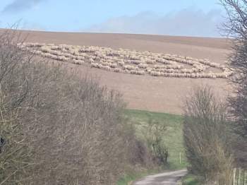 Bí ẩn hiện tượng hàng trăm con cừu đứng bất động, xếp thành hình vòng tròn như đĩa bay của người ngoài hành tinh ảnh 2