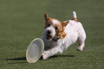 2. Chó sục Jack Russell (vận tốc tối đa: 72,4 km/h).
