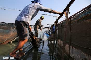 Sông Đà cạn trơ đáy, nông dân hối hả bơm cát cứu cá - 2