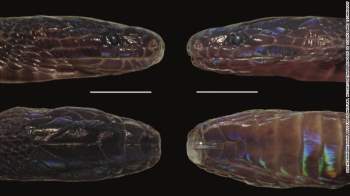 Phát hiện loài rắn lạ có màu sắc óng ánh ở Việt Nam -0