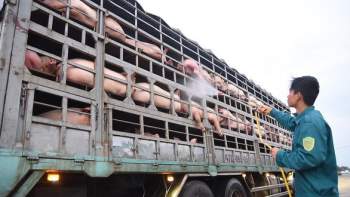 Xử lý, tiêu hủy các sản phẩm từ lợn vận chuyển trái phép qua biên giới. Ảnh minh họa