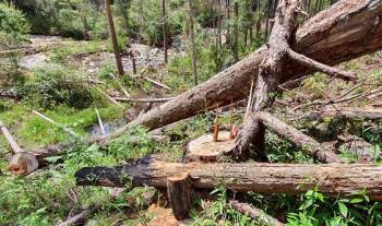 Hàng trăm cây thông bị cưa hạ xếp lớp giữa rừng -0