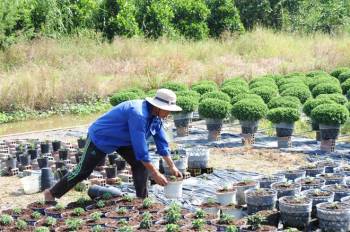 Nông dân Cần Thơ chuẩn bị mùa hoa Tết Nguyên đán: Lo lắng thời tiết, dịch bệnh - ảnh 2