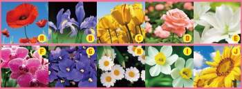 Bạn chọn loài hoa nào?