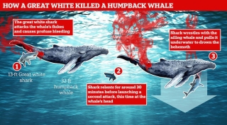 Lần đầu tiên trong lịch sử ghi lại cảnh cá mập trắng khổng lồ hạ gục cá voi: Cách thức ra tay tàn nhẫn đến không ngờ - Ảnh 3.