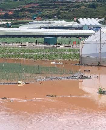 Mưa lớn gây thiệt hại hàng chục ha rau, hoa hồng dưới chân núi Lang Biang - ảnh 5