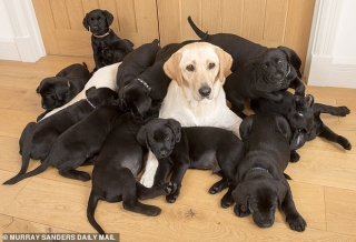 Chó mẹ lông vàng nhưng lại sinh được 13 chú cún con đen sì, chủ nhân vừa vui vừa khóc thầm vì cả đám ăn nhiều quá - Ảnh 1.
