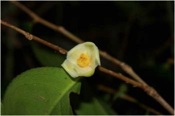 Tạp chí quốc tế công bố 4 loài thực vật mới xuất xứ VQG Bidoup - Núi Bà - ảnh 2