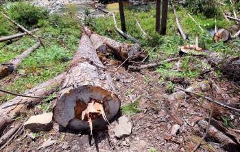 Hàng trăm cây thông bị cưa hạ xếp lớp giữa rừng -2