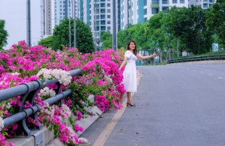 Gần Hà Nội lại có thêm một cây cầu hoa giấy, chụp lên ảnh đẹp như tranh vẽ - Ảnh 7.