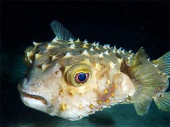 5 loài sinh vật ở đáy biển có thể khiến bạn gặp ác mộng khi gặp chúng - ảnh 1