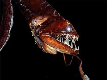5 loài sinh vật ở đáy biển có thể khiến bạn gặp ác mộng khi gặp chúng - ảnh 2